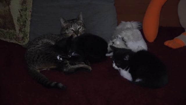 Как одомашнивались котята, ч.1 ? КОТОЖИЗНЬ! 11-16 ОКТЯБРЯ 2019 смотреть онлайн