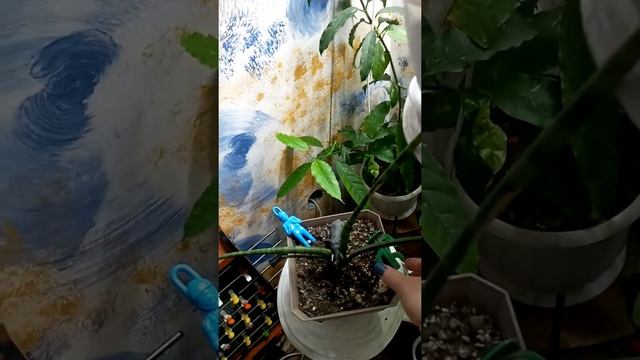 Комнатные цветы.Обзор всей коллекции растений.Лето 2020 год. смотреть онлайн