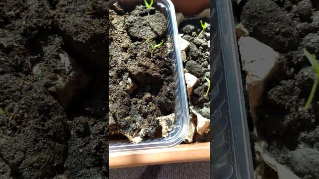 Сладкий перец Атлант через неделю после посадки. смотреть онлайн