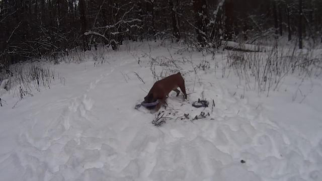Боксеры в снегу смотреть онлайн