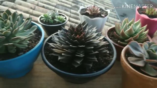 #suculentasnoinverno#regadesuculentas#lithopsflorido Como cuidar das suculentas no inverno (parte 2 смотреть онлайн