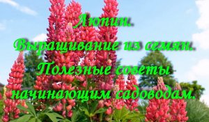Люпин. Выращивание из семян.