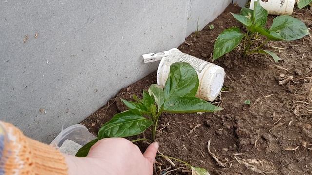 Перец зацвел в рассаде, мои методы и наблюдения. Первые потери. смотреть онлайн