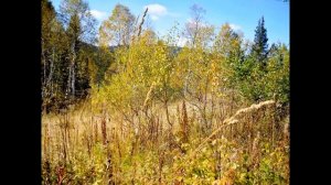 Природа западной сибири