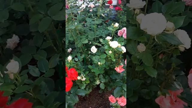 Мой цветущий розарий смотреть онлайн