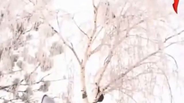 Бабка забралась на дерево! Прикол