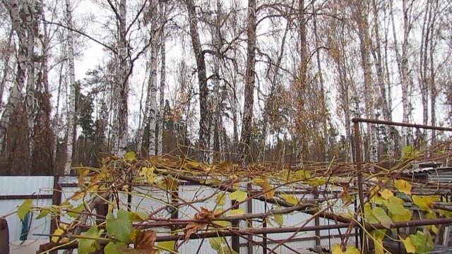 6 ноября 2022 года. Простая осенняя обрезка куста винограда неукрывной формы сорта Изабелла! смотреть онлайн