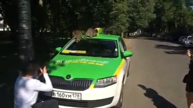 Еноты в рекламе такси. смотреть онлайн