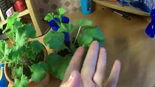 Секрет выращивания королевской пеларгонии смотреть онлайн