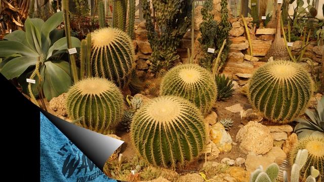 Ботанический сад Петра Великого (г. Санкт-Петербург 19.09.2023) смотреть онлайн