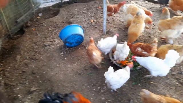 Шведский стол / All inclusive, или «всё включено. смотреть онлайн