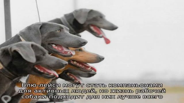 Блю-лейси — порода собак смотреть онлайн