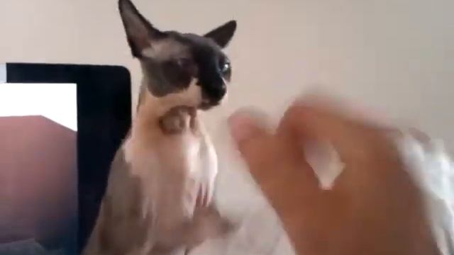 Канадский Сфинкс. Орландо. "Ладушки". смотреть онлайн