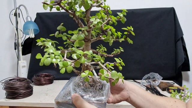 embalar un bonsai para el amigo portulacaria bonsai leo смотреть онлайн