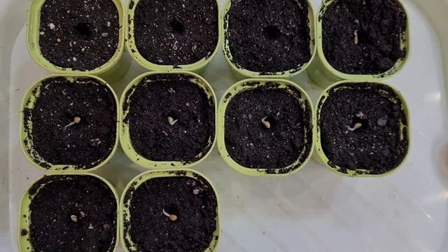 Выращивание ипомеи из семян. Ипомея махровая Леди Флер посев. Всходы.