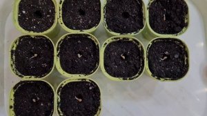 Выращивание ипомеи из семян. Ипомея махровая Леди Флер посев. Всходы.