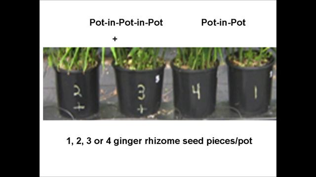 Outdoor Growing of Clean Edible Ginger Seed by a Pot in Pot in Pot Sub irrigation Method смотреть онлайн