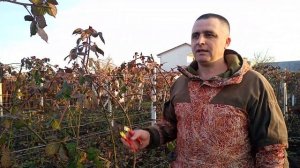 правильная обрезка ежевики.