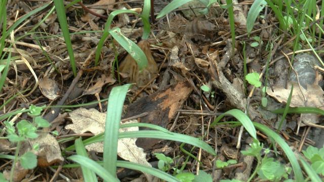 Книга снов. Художественные рассказы очевидцев от астролога. Странности видения или оптический обман смотреть онлайн