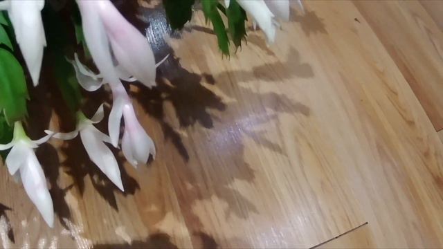 Colors of my Thanksgiving Cacti Flowers смотреть онлайн