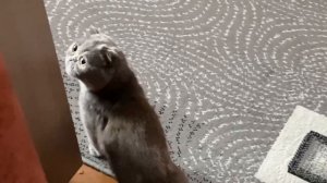 Кошка залезла в шкаф и решила там поспать. Шотландская кошка.