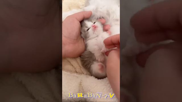 котики и милые котята смотреть онлайн