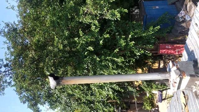 Ловлю жако Авраама. Пошла 3-я неделя.Обзор территории по просьбе службы спасения животных смотреть онлайн