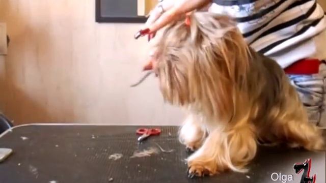 йорка. Стрижка каскадом. Голова-удлиненный вариант кор. стиля смотреть онлайн