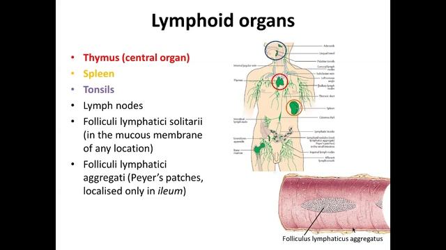 Lymphatic system смотреть онлайн