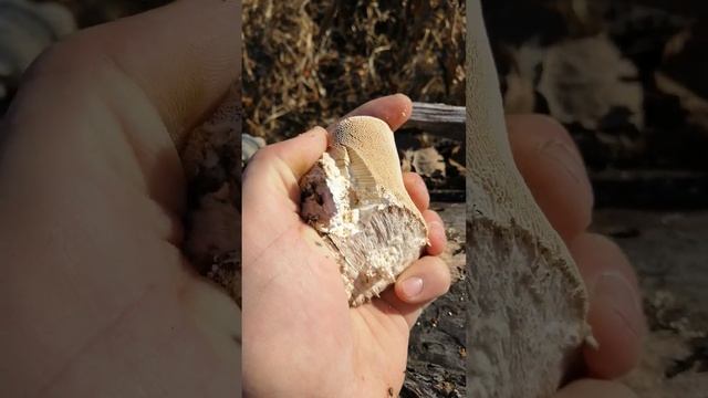 Чага богатство здоровья смотреть онлайн