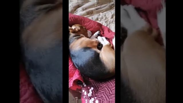 Funnies Pets In The World | Funny Dogs | #138 смотреть онлайн