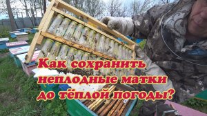 ПРОВЕРКА ВЫХОДА МАТОК, ХРАНЕНИЕ НЕПЛОДНЫХ, ВЫСТАВКА НУКЛЕУСОВ НА ОБЛЁТНИК.