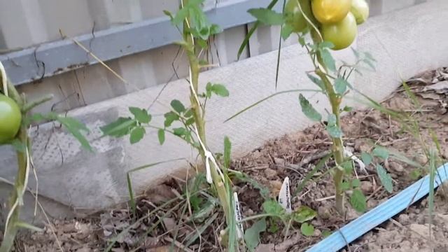 Томат Безразмерный (пересорт?) смотреть онлайн