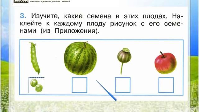 Задание 3 Что общего у разных растений? - Окружающий мир 1 класс (Плешаков А.А.) 1 часть смотреть онлайн