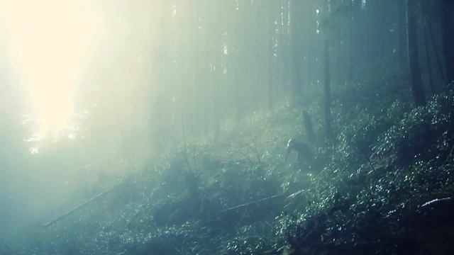 Очень красивый Freeride в лесу! смотреть онлайн