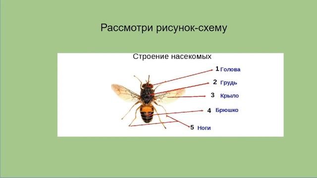 Разнообразие насекомых 3 класс смотреть онлайн