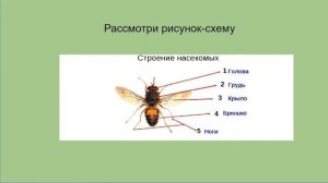 Разнообразие насекомых  3 класс
