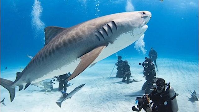 Почему АКУЛЫ НАПАДАЮТ на людей? смотреть онлайн