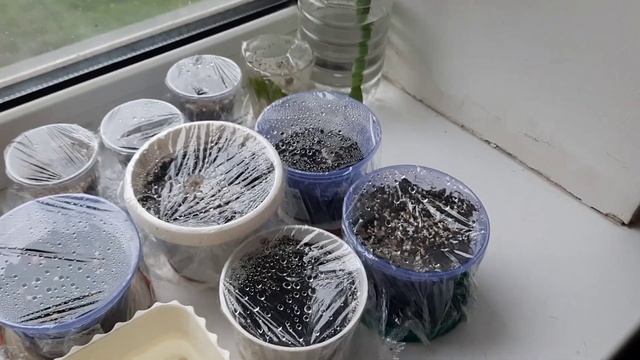 Как Вырастить Мимозу Стыдливую. Очень просто! ?? мой опыт  #мимозастыдливая #мимоза