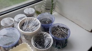 Как Вырастить Мимозу Стыдливую. Очень просто! ?? мой опыт  #мимозастыдливая #мимоза