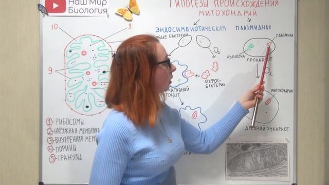Митохондрии. Часть 1. смотреть онлайн