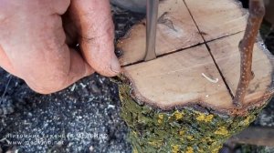 Перепрививка груши методом в расщеп