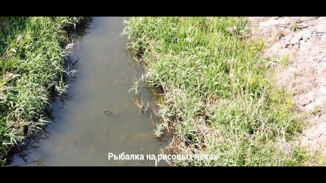 Рыбалка на рисовых чеках смотреть онлайн