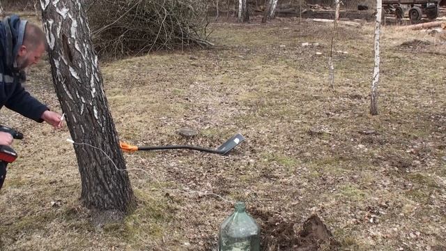 Самый гуманный способ добычи березового сока. Березовый сок через капельницу, с помощью шуруповерта