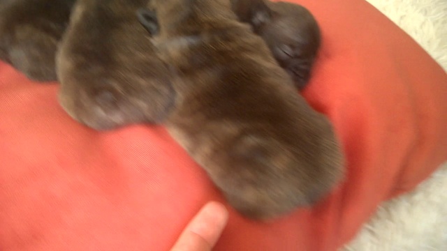 щенки от ляли и леонида