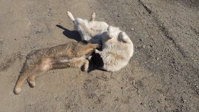 Vlog: Камчатка 2 часть Путешествие на карантине смотреть онлайн