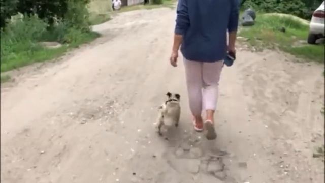Самоед, мопс и чихуа-хуа. Дрессировка трех собак. смотреть онлайн