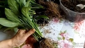 СПАТИФИЛЛУМ РАЗМНОЖЕНИЕ. ДЕЛЕНИЕ КУСТА.  Дождалась!)