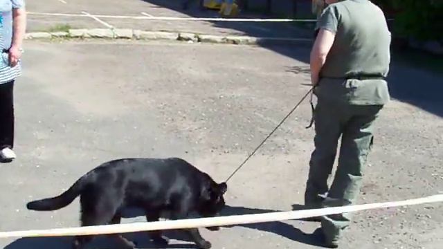 выставка Ярославль 26 мая смотреть онлайн