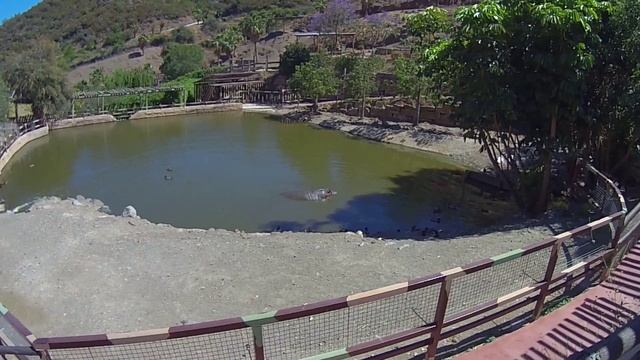 Zoo park, hippopotamus bathing, Selwo Aventura, Costa del Sol, Estepona, Málaga, Spain 2014 HD смотреть онлайн